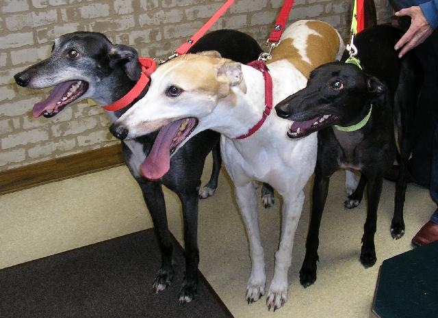 Monte, Red & Sydney