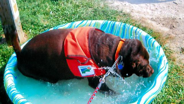 Molly needs a bigger pool