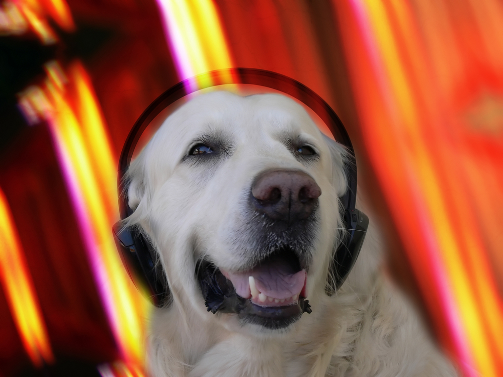 dog with headphones