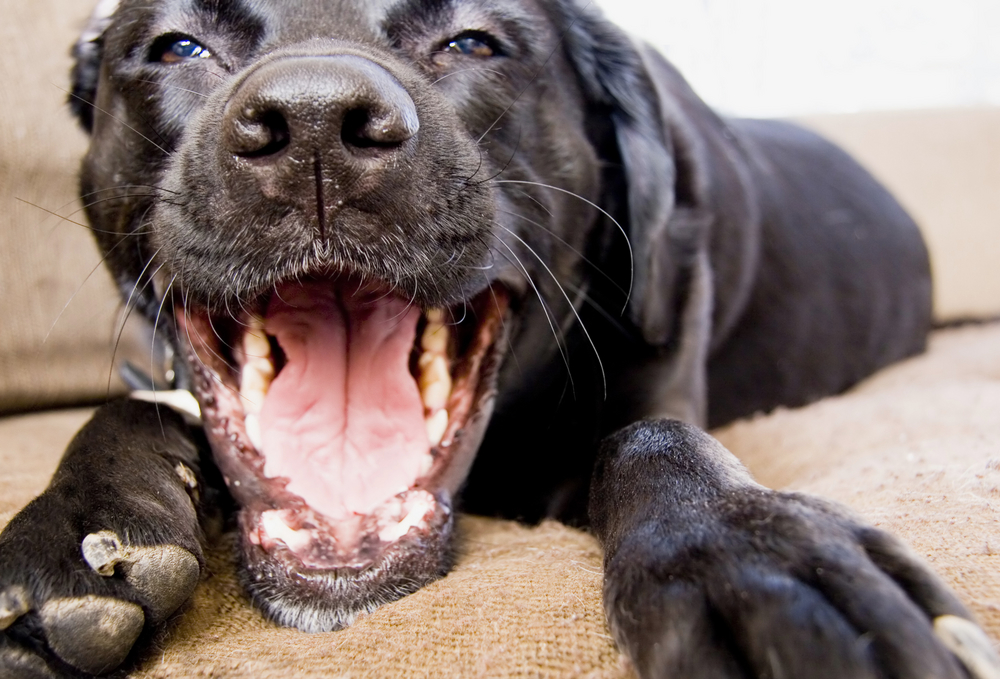 Dog Smiling / Showing Teeth