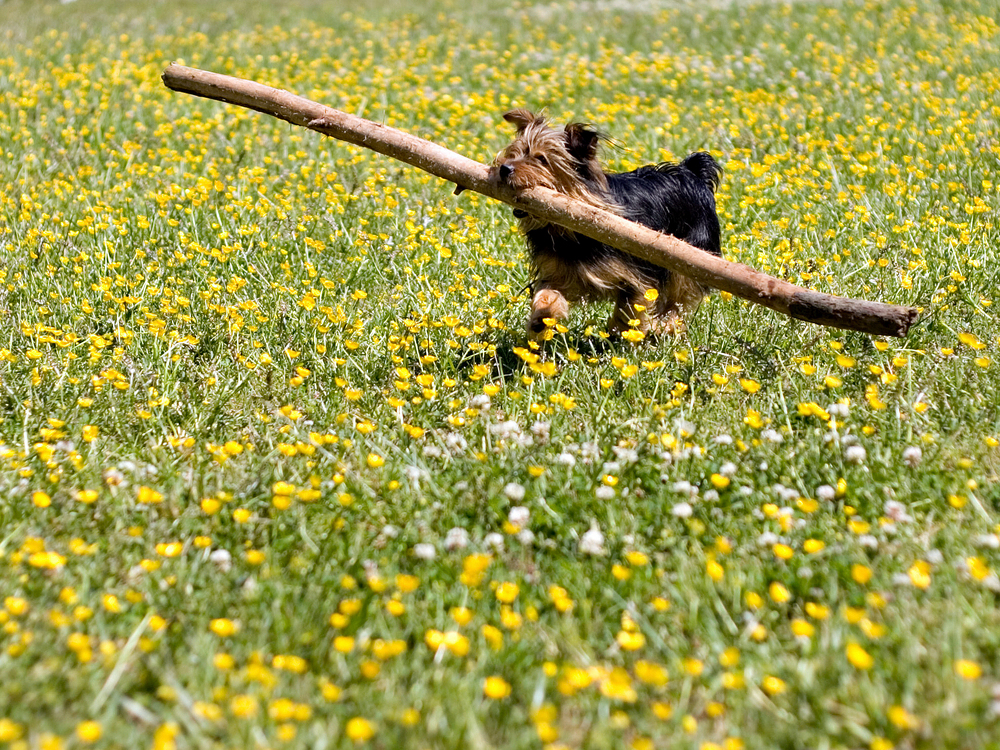 dog carrying stick