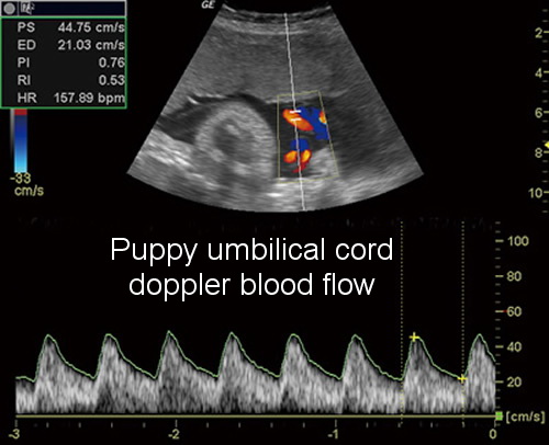 puppy ultrasound