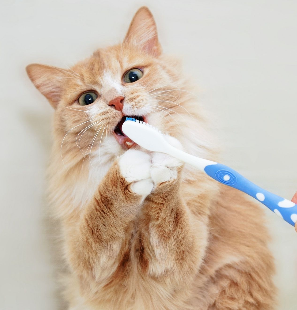 Cat with toothbrush