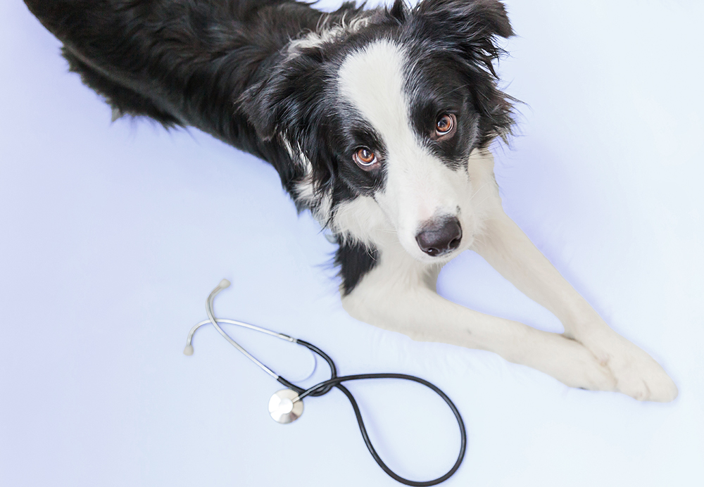 Dog with stethoscope