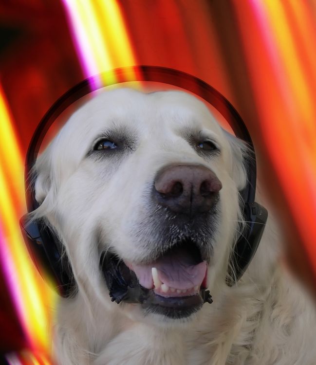 dog with headphones