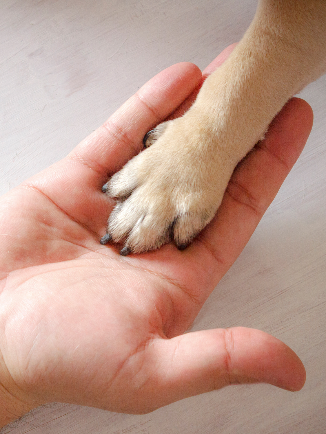 Dog paw in hand